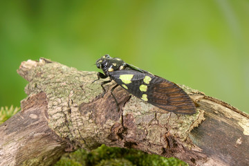 Cicada : Butterfly cicadas with broad multicolor wings. Green and blue color butterfly-wings cicada (Gaeana cheni) is a cicada species from China and Southeast Asia (Thailand, Myanmar)