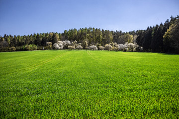 Cherry trees with white blossoms in Germany