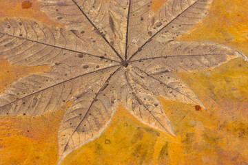Printed leaves on concrete floor, low relief art