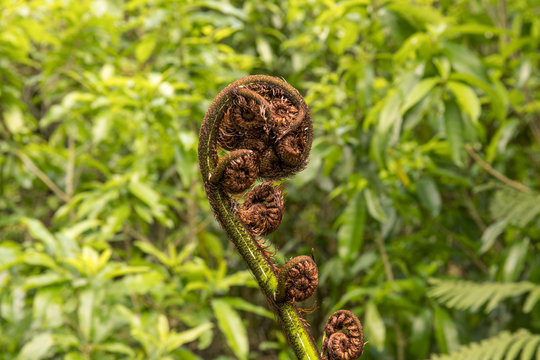 small fron opening on New Zealand native punga fern