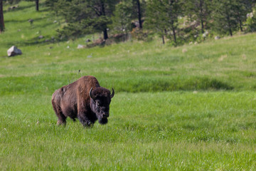 Large Bison Bull