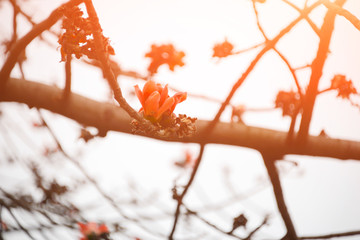 Bombax ceiba flowers blooming in the trees at dusk. 