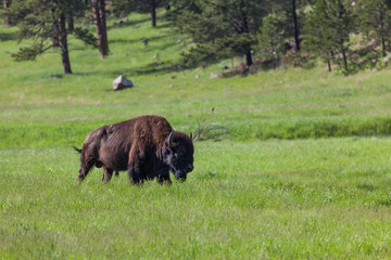 Large Bison Bull
