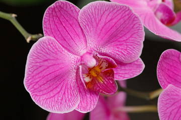 Blooming magenta orchid flowers on blurred background