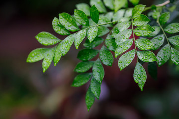 Beautiful green leaves with drops of water