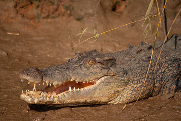 crocodile mouth open