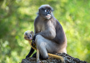 Mother and baby dusky leaf monkey in nature.