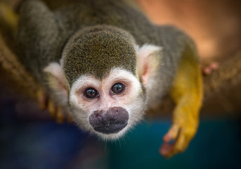 Squirrel monkey is resting in nature.