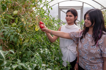 attractive Indian girls posing in garden in greenhouse with tomatoes and vegetables..Closeup...