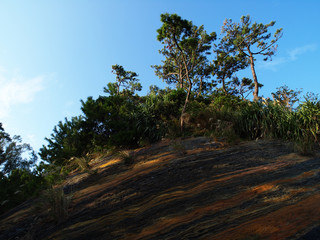 Obraz premium 青空と崖に生えた木