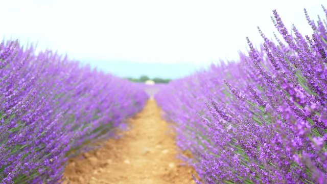 Bees pollinate lavender flowers in lavender field in Provence, France. Video with selective focus (shallow depth of field)