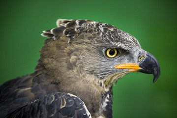 Eagle Crowned (Stepphanoaetus Coronatus).