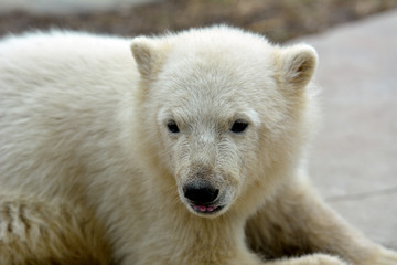 Obraz na płótnie Canvas Baby polar bear