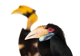Hornbill on a white background.