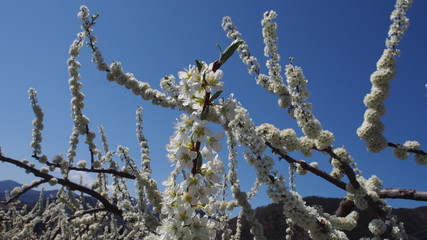 桃の開花　日本