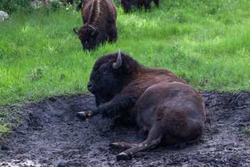 Bison Rolling in the Mud