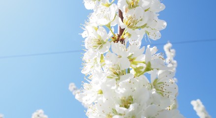 桃の開花　日本