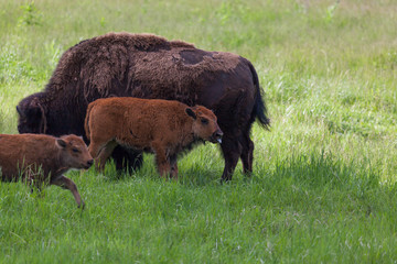 Baby Bison with Mom
