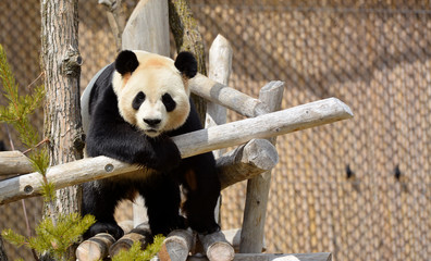 Cute panda bear 