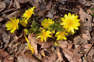 早春の花　-　福寿草