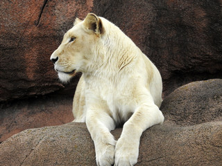 Fototapeta premium White female lion lying on a rock
