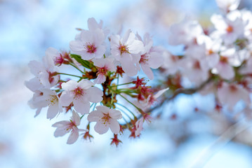 cherry blossom