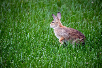 Cute bunny in a green grass