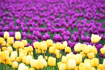 Obraz premium スカジット バレ－ チュ－リップ フェスティバル ワシントン州 アメリカ Skagit valley tulip festival