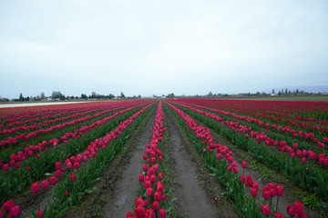 スカジット　バレ－　チュ－リップ　フェスティバル ワシントン州　アメリカ　　Skagit valley tulip festival