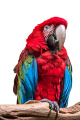 Colorful Parrot Sitting on Branch on White Background