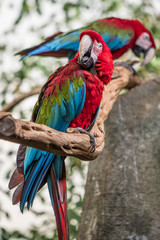 Two Colorful Parrots Sitting on Branch