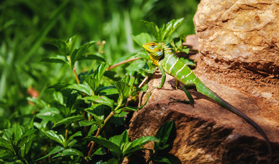 A bright green multi-colored lizard sits on a stone in the jungle forest