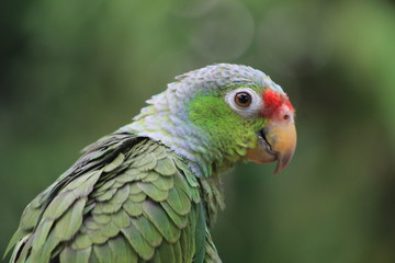 Loro