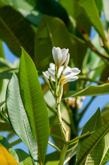 Obraz premium Frangipani flowers