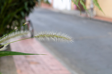 flowers in the garden