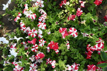 pink flowers in the garden