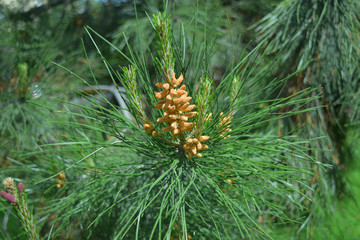 pine branch during spring flowering