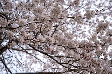満開の桜