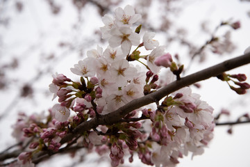 満開の桜