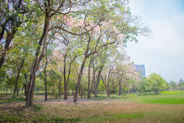 Fototapeta premium Beautiful green lawn and trees with blue sky in public park.