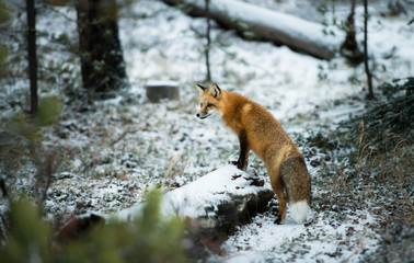 Red fox in the wild