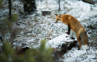 Red fox in the wild