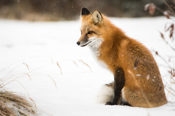 Obraz premium Red fox in the wild