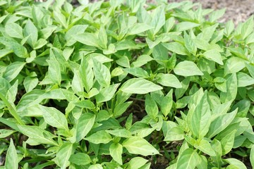 fresh green chili tree in nature garden