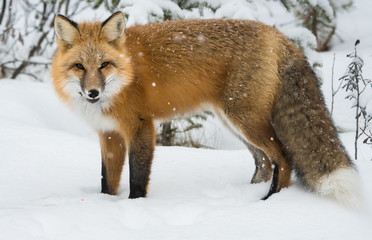 Red fox in the wild