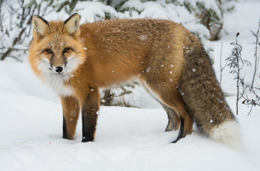 Red fox in the wild