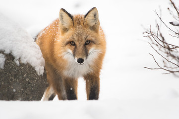 Obraz premium Red fox in the wild