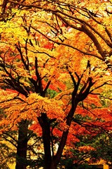 晩秋の輝き
