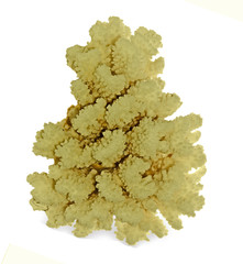 coral isolated on white background © Dmitry