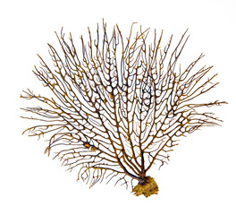 coral isolated on white background © Dmitry